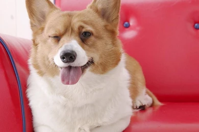 Welsh Corgi Puppy Names Wallpapers   Free Welsh Corgi Puppy Names ...