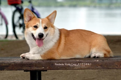 Pembroke Welsh Corgi Dogs And Pembroke Welsh Corgi Puppies ...