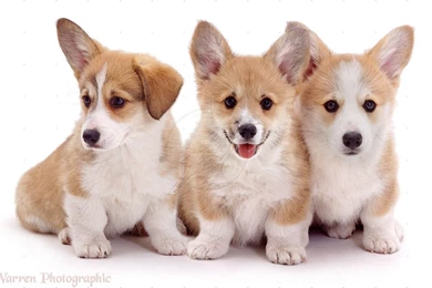 Welsh Corgi Puppies HD Picture Id: 3052   7HDWallpapers