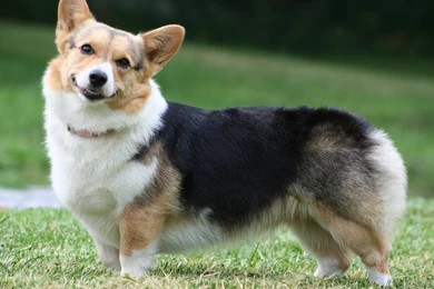 Baby Corgis Wallpapers   Wallpaper.