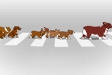 Welsh Corgi Wallpapers