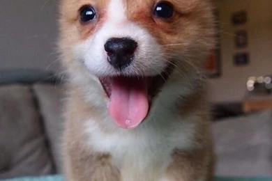 Corgi Puppy Funny   CuteImages.net