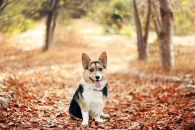 Download Iceland Northern Lights Wallpapers Widescreen