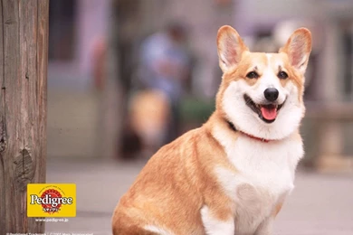 6 Dog And Puppy Pedigree Wallpapers