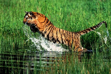 Download 1280x960 A Very Large Tiger king Of The Foresty Tiger ...