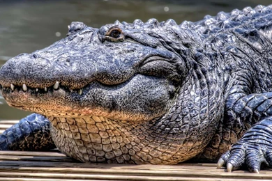 Wallpapers Of A Very Large Crocodile