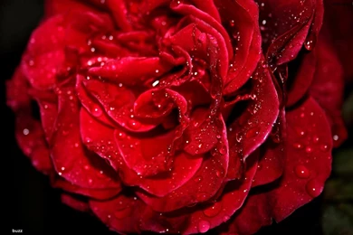Fresh Red Rose HD Wallpapers