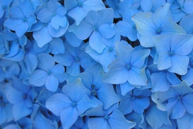 blue flower backgrounds