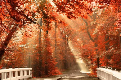 Fall Nature HD Wallpapers Free Download