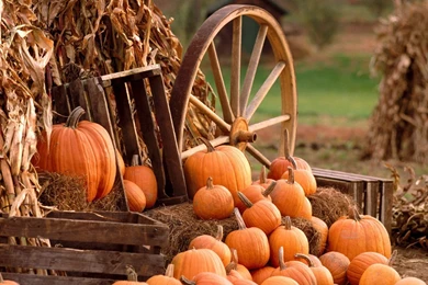 Free Harvest Wallpapers