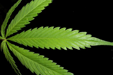 Big Weed Leaf On Black Backgrounds   WeedPad Wallpapers