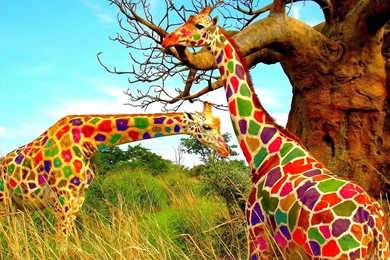 Rainbow Giraffe Colorful Wallpapers HD