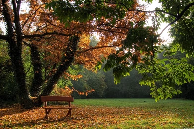 Nature wallpaper for desktop free download.jpg