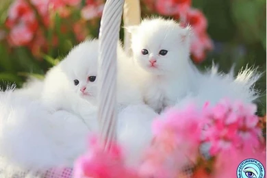 sweet cat wallpapers