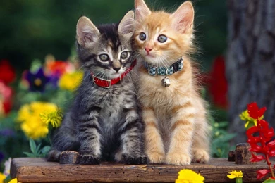 Sweet Cute Cats Wallpapers 8 High Resolution Wallpapers ...