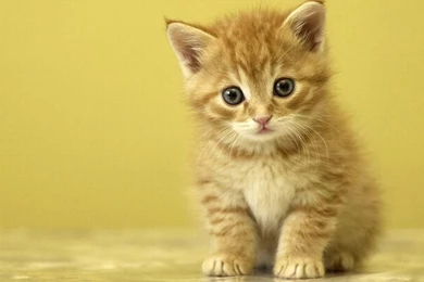 Cat Wallpapers Beautifully Pictured On Digital Photo Club