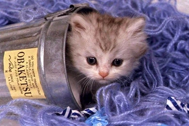 Sweet Cat Desktop Wallpapers