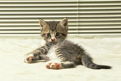 Cute Animals Wallpapers Page 2   Crazy Frankenstein