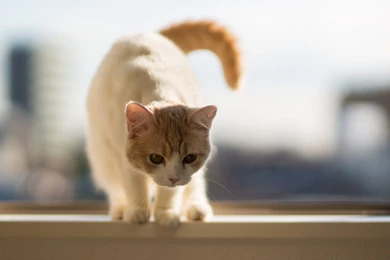 Close Up, Pet, Jump, Lovely, Sweet, Cat, Photo, Animal, Wallpapers