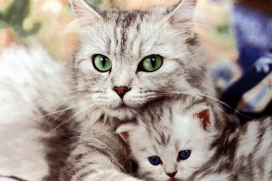 So Freakin Cute!   Cats Wallpapers (248645)   Fanpop