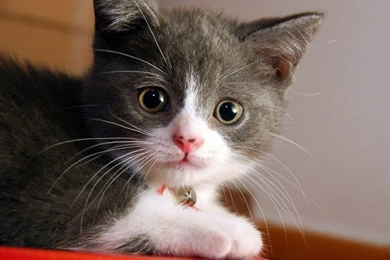 Cat Pictures Wallpapers