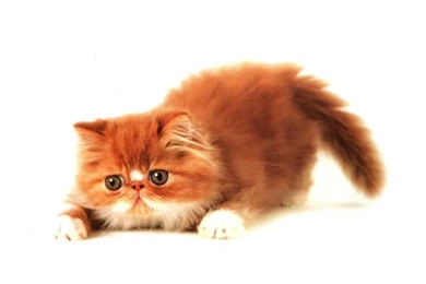 Cat Wallpapers Beautifully Pictured On Digital Photo Club