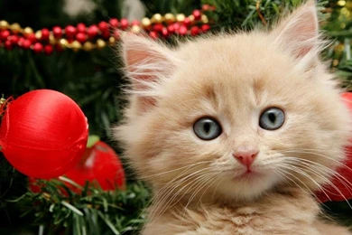 Cute Christmas Cat Wallpapers For Desktop