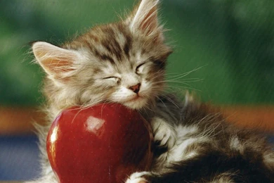 Sweet Cat Wallpapers   Open Walls