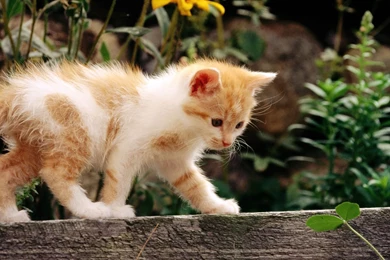 Animals Beautiful Sweet Funny Cute Cats Picture   Free High ...