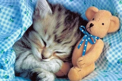 Imagenes Tiernas Wallpapers