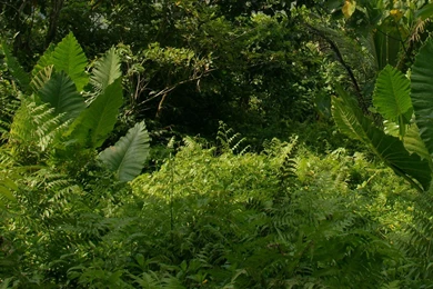 Dual Monitor Background: Tropical Nature, River, Jungle Vegetation