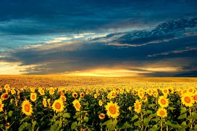 Sunflower Field Wallpapers – Free Full Hd Wallpapers For 1080p ...