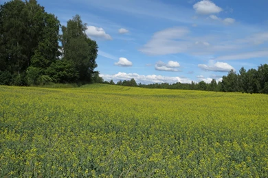 Hd Landscape Wallpapers, Green, Plants, Sky, Free Images, Windows ...