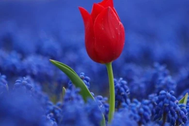 Hd Desktop Images, Natural, Landscape, Cool Backgrounds, Green ...