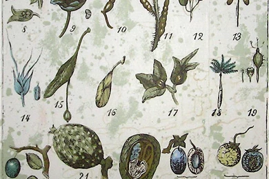 Botanical Wallpapers