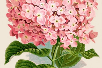 Instant Art Printable Download   Hydrangea Botanical Print   The ...