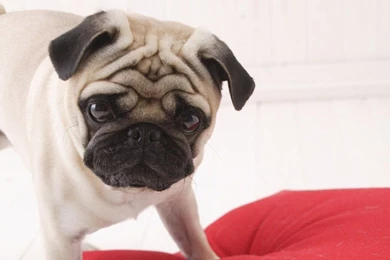 Pug dog wallpaper 1366x768222   1366x768