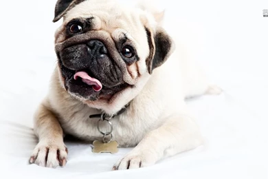 Happy Pug Wallpapers   Animal Wallpapers