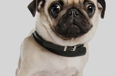 Dog iPhone 5s Wallpapers