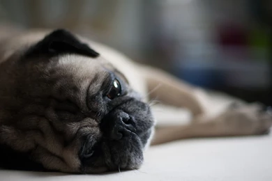 Mac iMac 27 Pug Wallpapers HD, Desktop Backgrounds 2560x1440