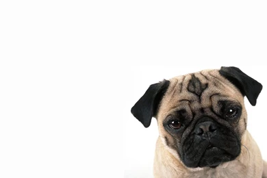 Pug Cute Dog   Wallpapers