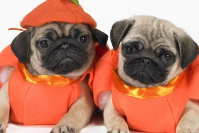 Two Cute Pug Dogs Photo And Wallpaper. Beautiful Two Cute Pug Dogs ...