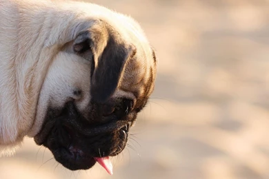 Download Wallpapers 2048x1152 Pug, Dog, Face, Profile HD HD Backgrounds