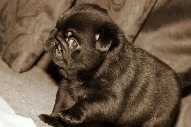 Black, Puppy, Of, Pug, Dog, High, Definition, Widescreen ...