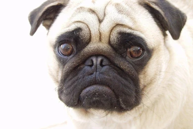 Pug Dog Wallpapers   Android Apps And Tests   AndroidPIT