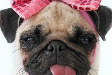Cute Pug Dog With Rose Bow Photo And Wallpaper. Beautiful Cute Pug ...