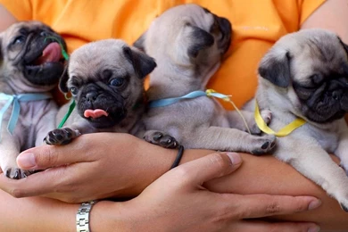 Breeds Of Small Dogs : Best Small Dog Breeds: Pug Wallpapers