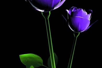 Download Free Nature Wallpapers For Mobile Phones   Wallpapers HD Base