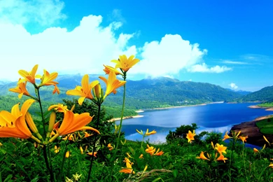 Spring Flower Mountain Nature HD Wallpapers