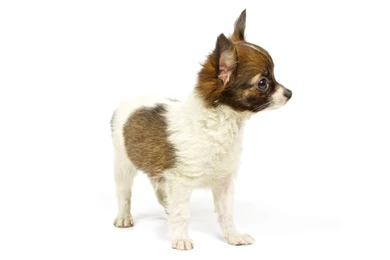 Dogs White Backgrounds 2